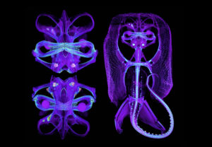 a purple and bright blue 3D scan of a raylike fish